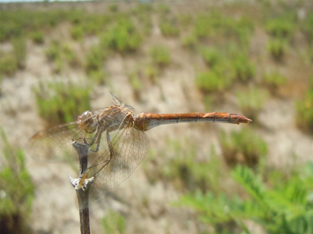 Sympetrum meridionale?